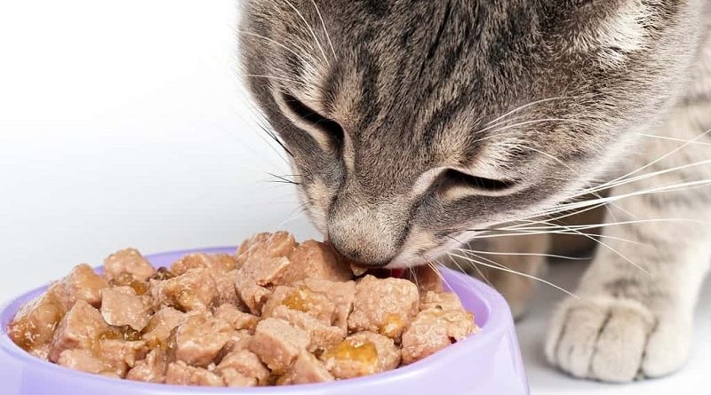 kat eet zachtvoer