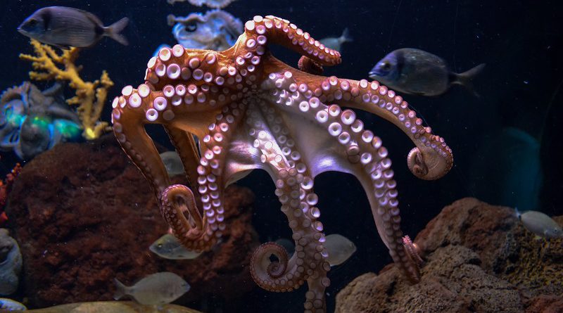 octopus (inktvis)