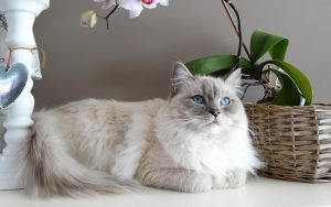 Ragdoll kattenras