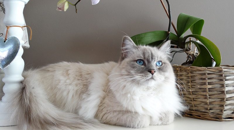 Ragdoll kattenras