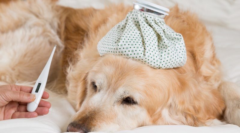 Temperatuur meten hond