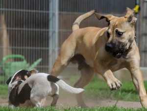 Boerboel en andere hond