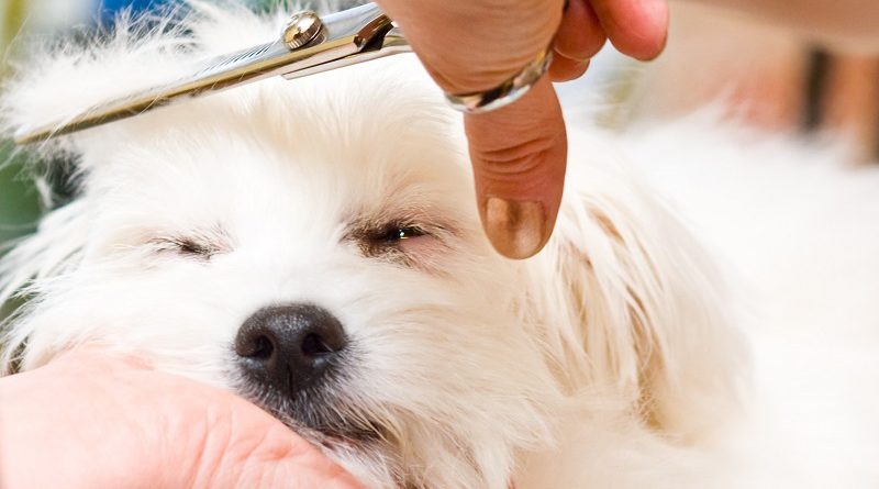 Hond zelf trimmen