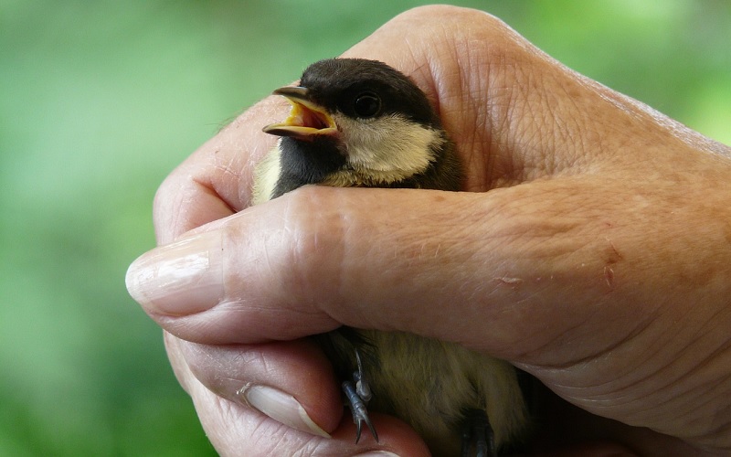 Vogel vangen, hoe doe je dit het best? Tips en trucs Dierennieuws.nl