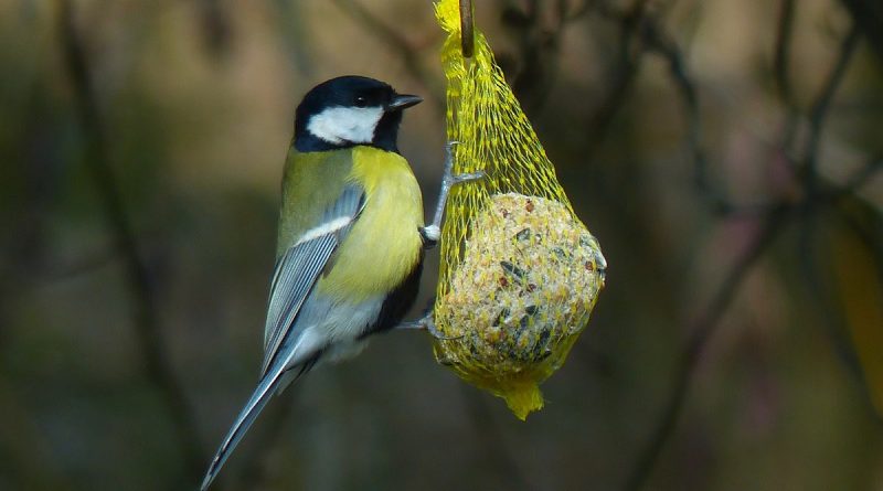 Vogels bijvoeren in de winter