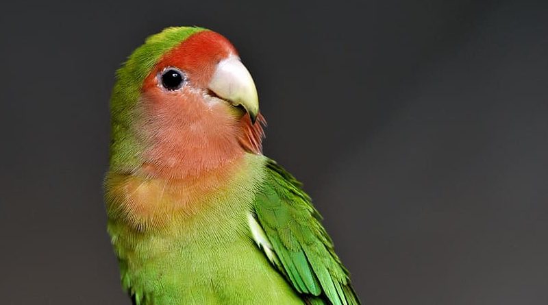 Agapornis dwergpapegaai