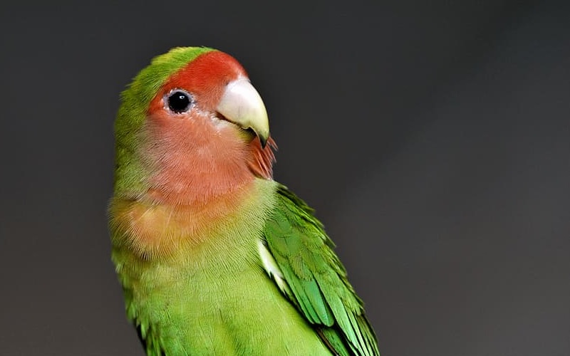 Agapornis tam maken, train je dwergpapegaai Dierennieuws.nl Agapornis tam maken, train je dwergpapegaai Dierennieuws.nl