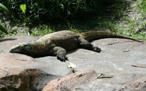 Komodovaraan op rots