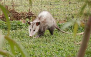 Opossum