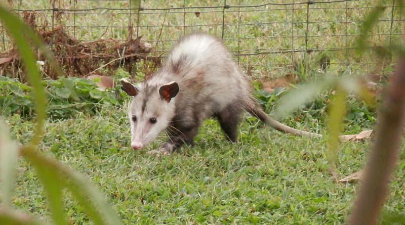 Opossum