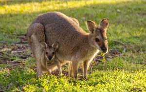 Wallabie kangoeroe