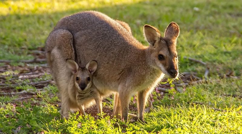 Wallabie kangoeroe