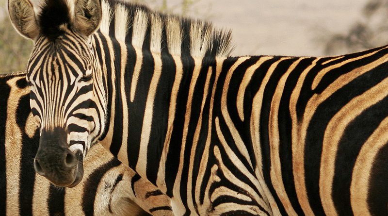Zebra vacht strepen