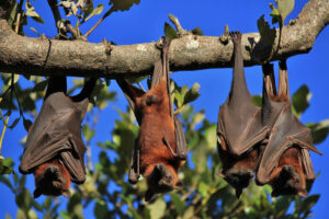 vliegende hond, vleerhond, vliegende vos