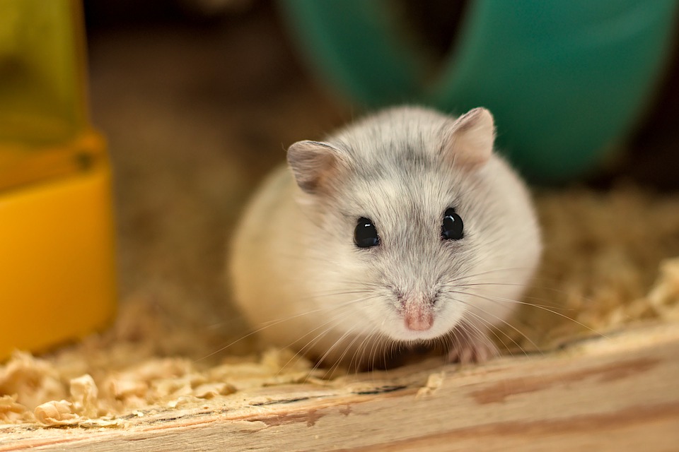 Russische dwerghamster, vriendelijk en zachtaardig Dierennieuws.nl Russische dwerghamster, vriendelijk en zachtaardig Dierennieuws.nl