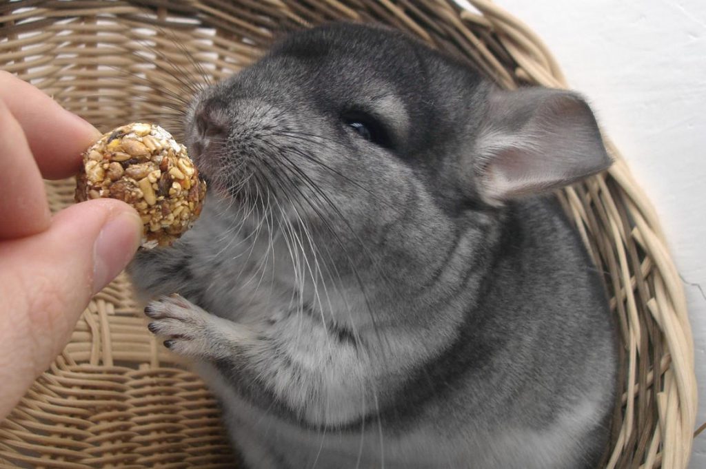 Chinchilla eet uit hand
