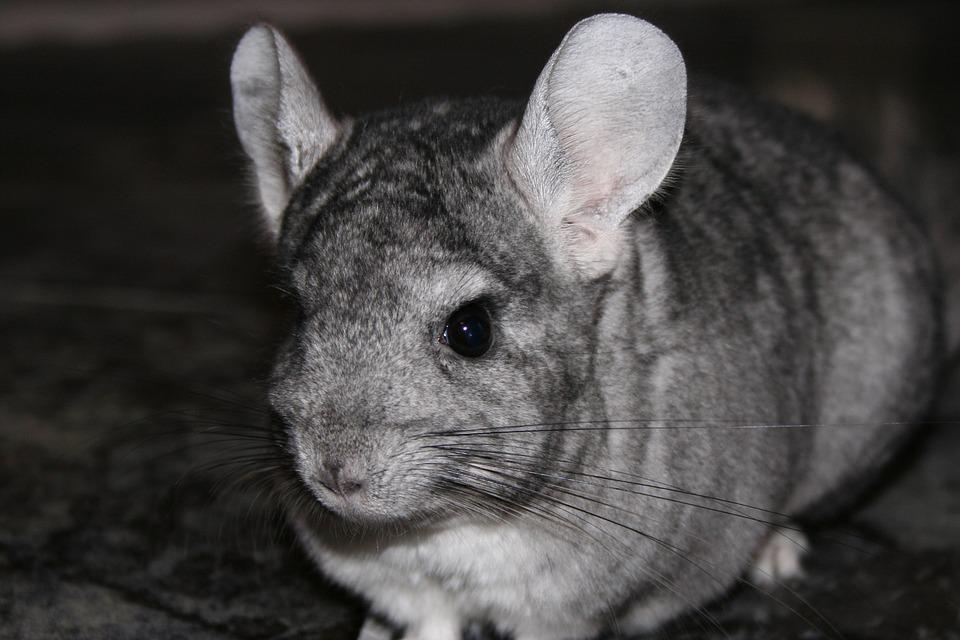 chinchilla