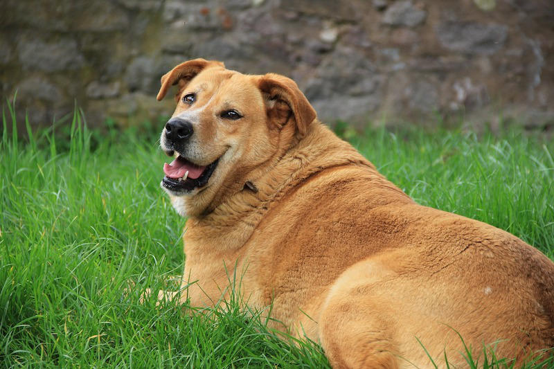 hond met overgewicht obesitas