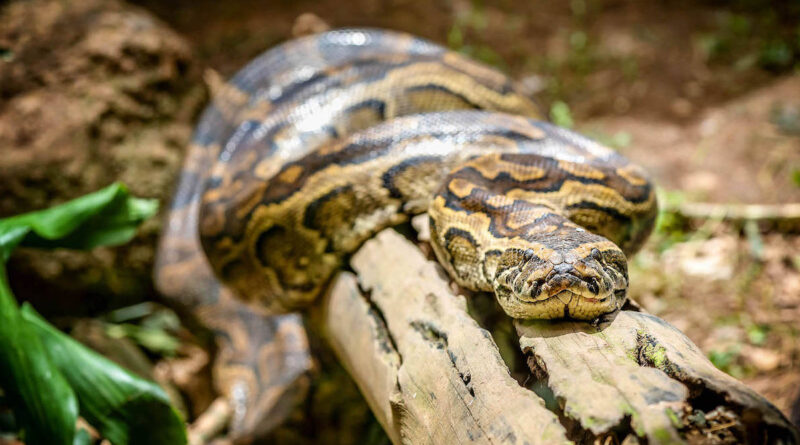 rotspython python sabae