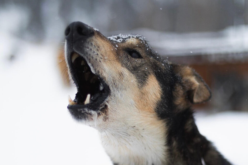 blaffende hond in de sneeuw