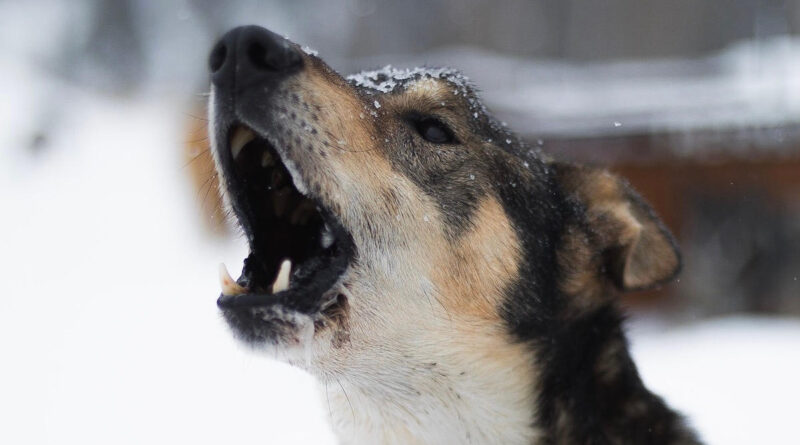 blaffende hond in de sneeuw