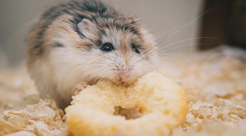 hamsterende hamster