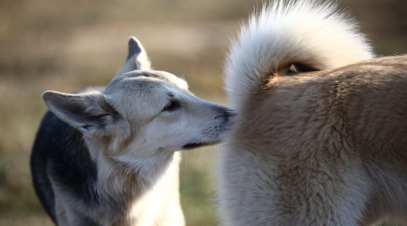 hond ruikt aan kont andere hond