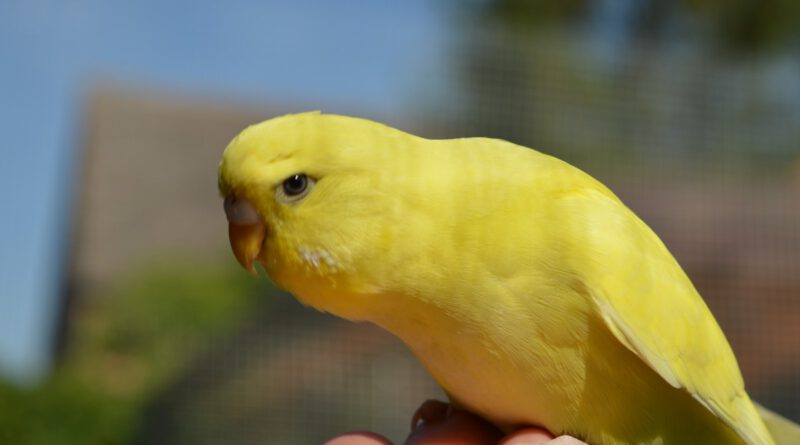 tamme parkiet op hand