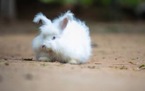 angora konijnenras