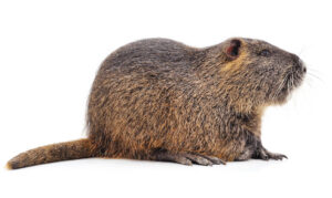 capibara
