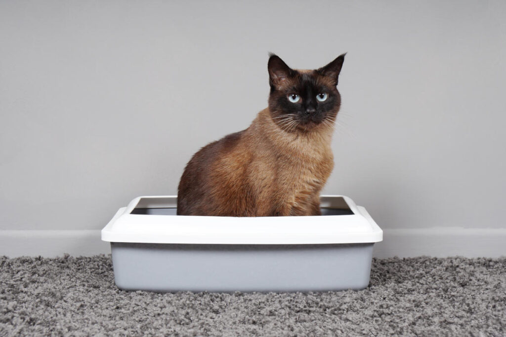 kat in kattenbak