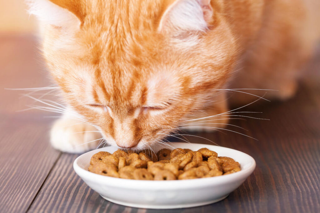 rode kat eet brokjes