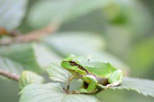 Boomkikker (Hyla arborea)