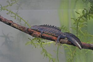 kamsalamander (Triturus cristatus)