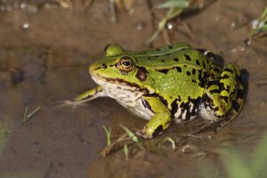 Poelkikker (pelophylax lessonae)