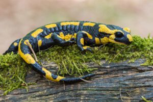 Vuursalamander (Salamandra salamandra)