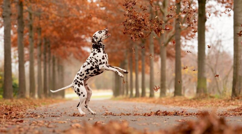 hond in herfstlandschap