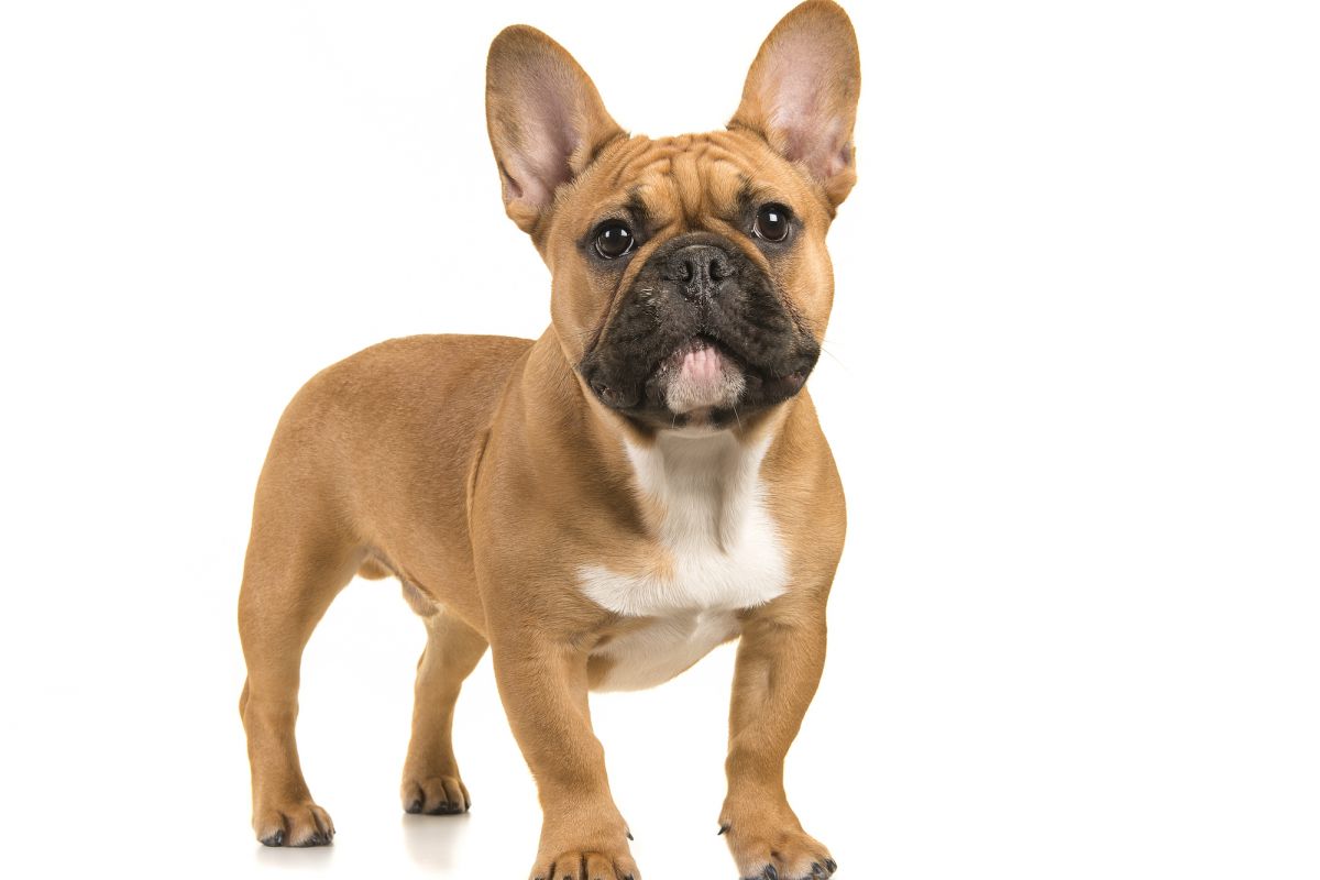 Franse Bulldog