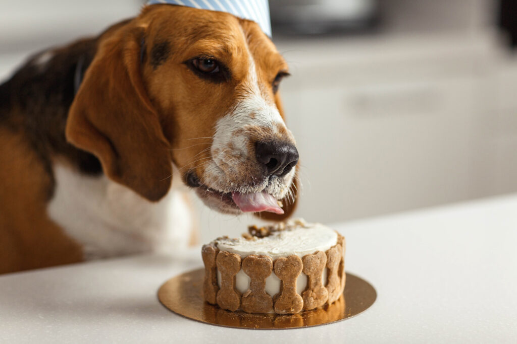 hond (beagle) eet taart