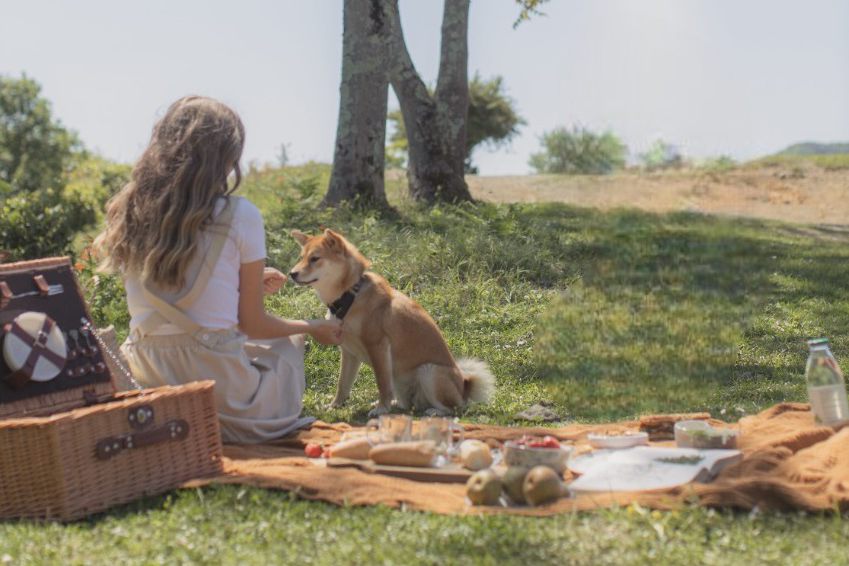 picknick met hond