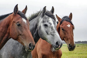 Drie paarden op rij