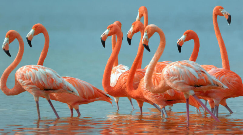 flamingo's in water