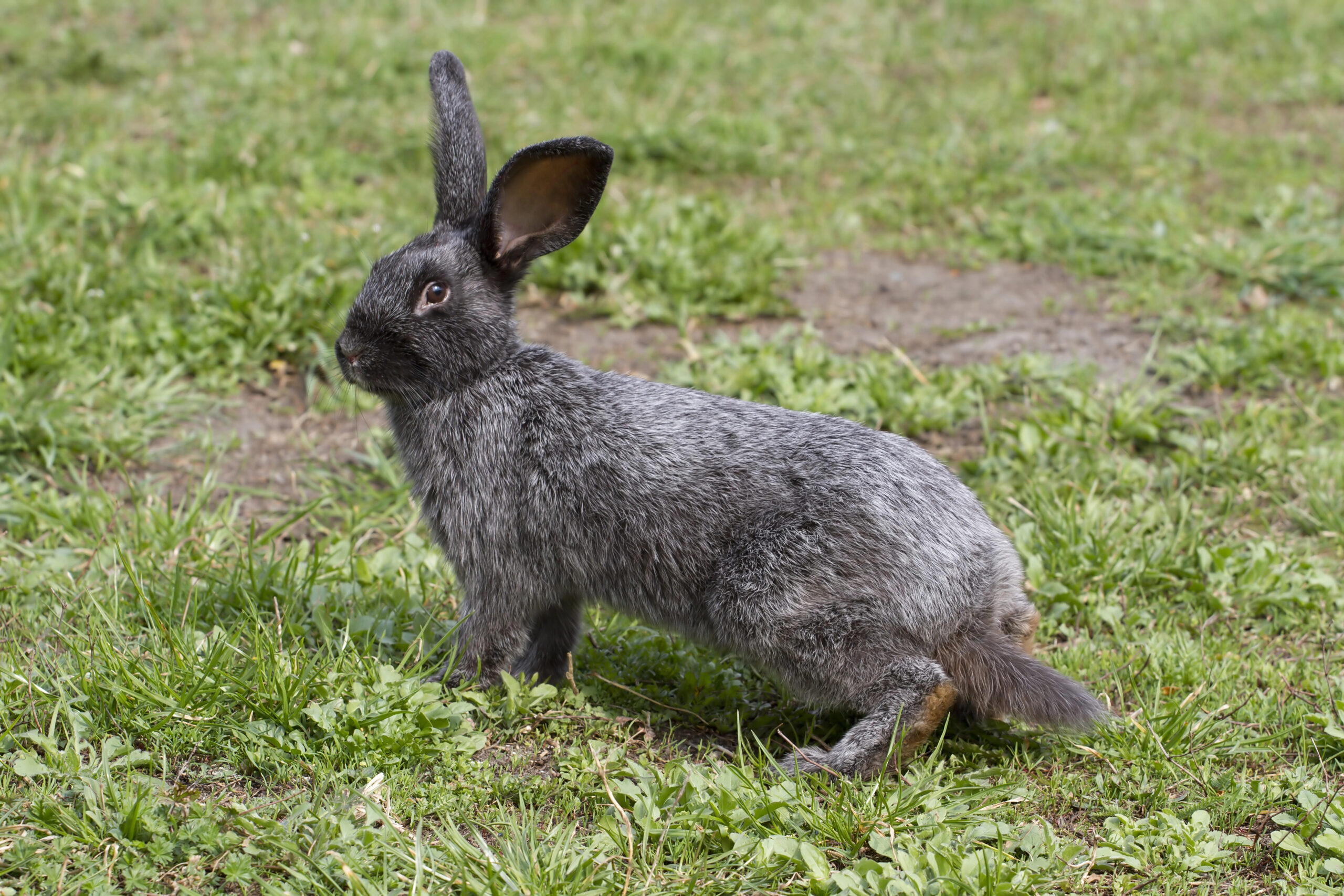 alert konijn in het gras