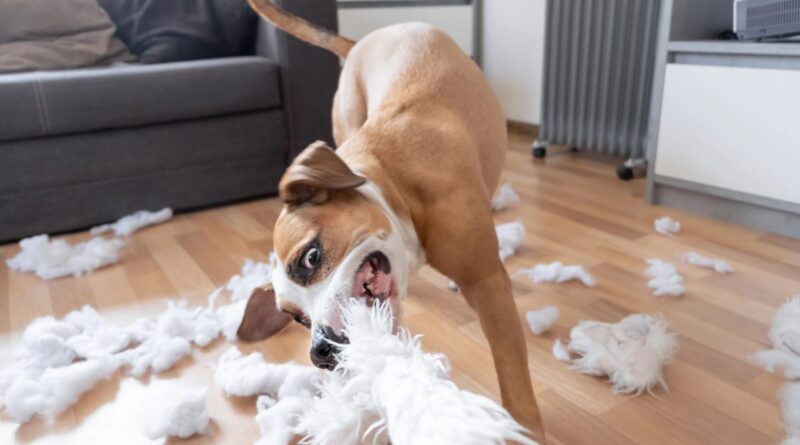 hond met gedragsproblemen