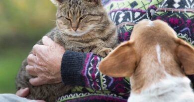 jaloerse kat op schoot met hond