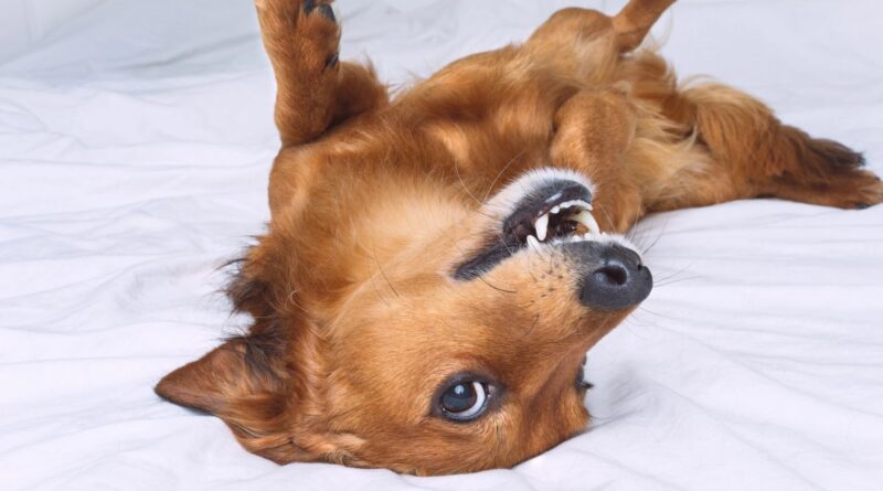 puberende hond