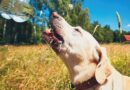 hond drinkt water op warme dag tijdens wandeling