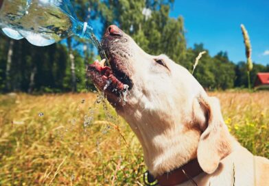 hond drinkt water op warme dag tijdens wandeling