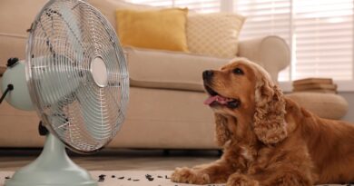 hond voor ventilator op hete dag