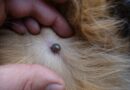 teek in vacht van hond